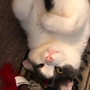 Meet your Posher, Paula